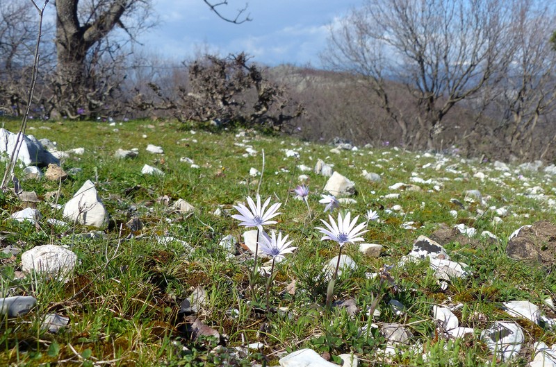 Ophrys montis-leonis sulla costa tirrenica laziale e sugli Aurunci  marzo 2024